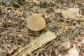 A small light Jersey cow mushroom bovine bolete close-up grows in the grass in dry coniferous needles and foliage in the Royalty Free Stock Photo
