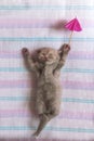 A small light kitten sleeps with a pink umbrella. Cute animals. Top view. Pets