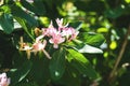 Small light pink flowers and buds on Flowering deciduous shrubs in spring garden