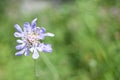 Small light purple flower, Mendips Royalty Free Stock Photo