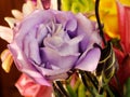 love at first sight, small purple rose fully bloomed and curved petals in a colorful flower arrangement