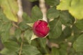 small light red unexpanded rose Royalty Free Stock Photo
