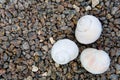 Small light shells lie on the stones.