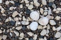 Small light shells lie on the stones.