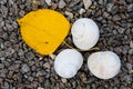 Small light shells and a yellow leaf of birch lie on the stones.