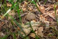 A small light Suillus bovinus Jersey cow mushroom bovine bolete close-up grows in the grass in dry coniferous needles in Royalty Free Stock Photo