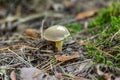 A small light Suillus bovinus Jersey cow mushroom bovine bolete close-up grows in the grass in dry coniferous needles in Royalty Free Stock Photo