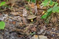 A small light Suillus bovinus Jersey cow mushroom bovine bolete close-up grows in the grass in dry coniferous needles in Royalty Free Stock Photo