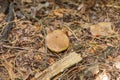 A small light Suillus bovinus Jersey cow mushroom bovine bolete close-up grows in the grass in dry coniferous needles in Royalty Free Stock Photo