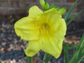 A Small Light Yellow Daylily Flower