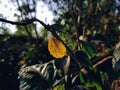 A small lighted yellow leaf close-up macro shot in the day time in india