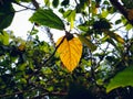 A small lighted yellow leaf close-up macro shot in the day time in india