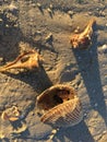 Small Lightening Whelks and Other Shells on Beach