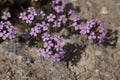 Inconspicuous flowers growing on an old stone