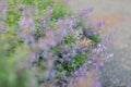 Small lilac flowers with green leaves, blur effect and bokeh Royalty Free Stock Photo