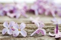 Small lilac flowers on old dark wooden surface Royalty Free Stock Photo