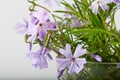 Small lilac flowers with water drops on a white background Royalty Free Stock Photo