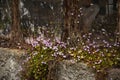 Small lilac flowers on the window of an old abandoned house. Royalty Free Stock Photo