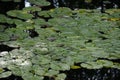 LILY PADS IN LAKE IN EVERRET SEATTLE