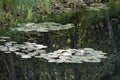 LILY PADS IN LAKE IN EVERRET SEATTLE