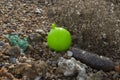 Small lime green sea buoy Royalty Free Stock Photo