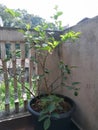 A small lime tree in a pot at balcony Royalty Free Stock Photo