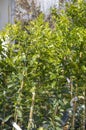 Small limequat trees sold at the greenhouse Royalty Free Stock Photo