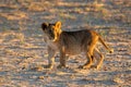 Small lion cub Royalty Free Stock Photo