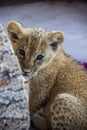 A small lion cub Royalty Free Stock Photo