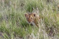 Small lion cub hiding in the grass of the African savanna Royalty Free Stock Photo