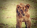 A small lion cub portrait. Tanzania, Africa Royalty Free Stock Photo