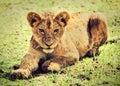 A small lion cub portrait. Tanzania, Africa Royalty Free Stock Photo