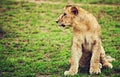 Small lion cub portrait. Tanzania, Africa Royalty Free Stock Photo