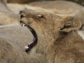 Lion cub yawning with its teeth showing Royalty Free Stock Photo
