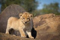 Tiny newborn baby lion standing on a rock in Kruger Park South Africa