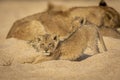 Cute baby lion cub stretching while resting with its pride in sandy river bed in Kruger Park South Africa Royalty Free Stock Photo