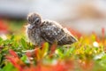 A small little bird stand on the tree and waits for mother. Newborn bird..Sparrow, baby birds on a tree branch close up in spring