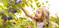 Small little blonde girl picking ripe organic plum by the tree in the orchard fruit plums in summer autumn day high Royalty Free Stock Photo