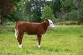 A small little brown calf with white head stands alone in a field without a mother. Breeding calves on the farm Royalty Free Stock Photo