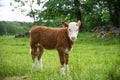 A small little brown calf with white head stands alone in a field without a mother. Breeding calves on the farm Royalty Free Stock Photo