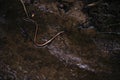 Small little brown snake in the muds