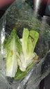 Small little creature on lettuce