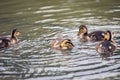Small Little Duckies Washing Themself At Amsterdam The Netherlands