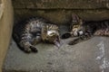 Cats sleeping on the street stairs