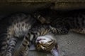 Cats sleeping on the street stairs