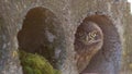 A small little house owl chick peeks out of the nest Royalty Free Stock Photo