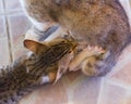 Little kitten sucks breast milk