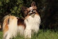 Small little lap dog lapdog papillon Continental Toy Spaniel with long fur and great furry ears standing and grin smiling at