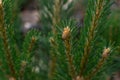 Small little light brown cones on green fluffy spruce prickly branch with needles on coniferous tree Royalty Free Stock Photo