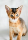 Small little newborn kitty, wild-colored kitten of Abyssinian cat breed on soft white blanket playing in bed. Funny fur Royalty Free Stock Photo